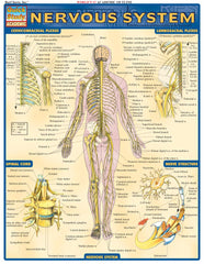 Nervous System (Quick Study Academic)