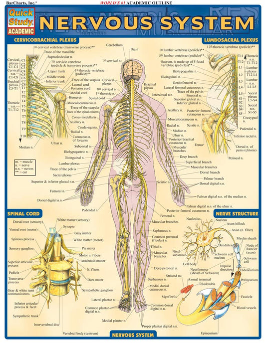 Nervous System (Quick Study Academic)